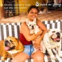 Foto 1:  Canil Império dos Bulldogs