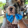 Foto 1:  Canil Império dos Bulldogs