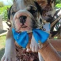 Foto 1:  Canil Império dos Bulldogs