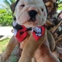 Foto 1:  Canil Império dos Bulldogs