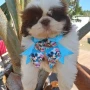 Foto 1:  Canil Império dos Bulldogs