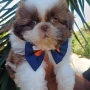 Foto 1:  Canil Império dos Bulldogs