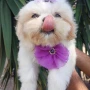 Foto 1:  Canil Império dos Bulldogs