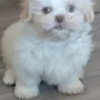 Foto 1:  Canil Império dos Bulldogs